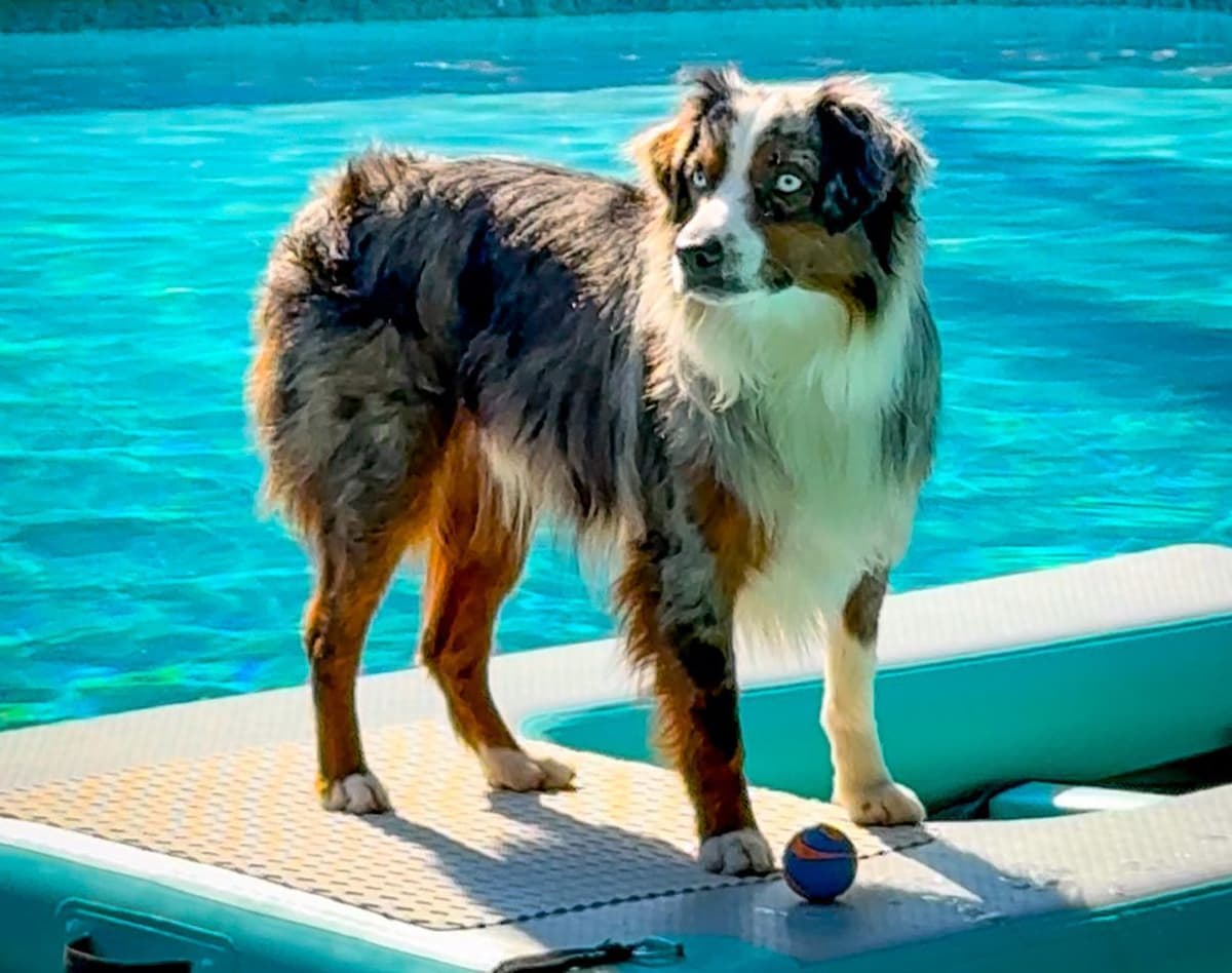 Miniature American Shepherd Puppies breeder image 8