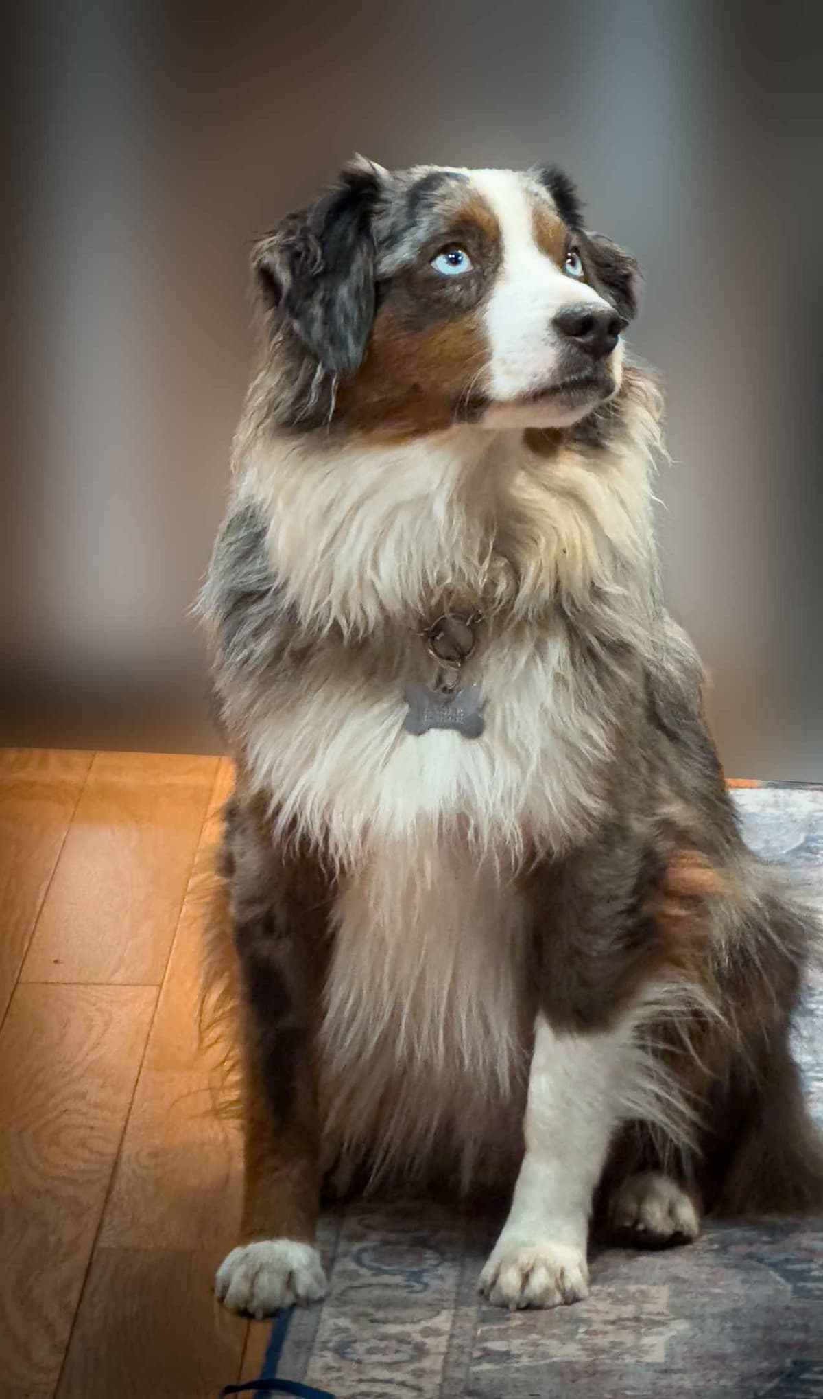 Miniature American Shepherd Puppies breeder image 9
