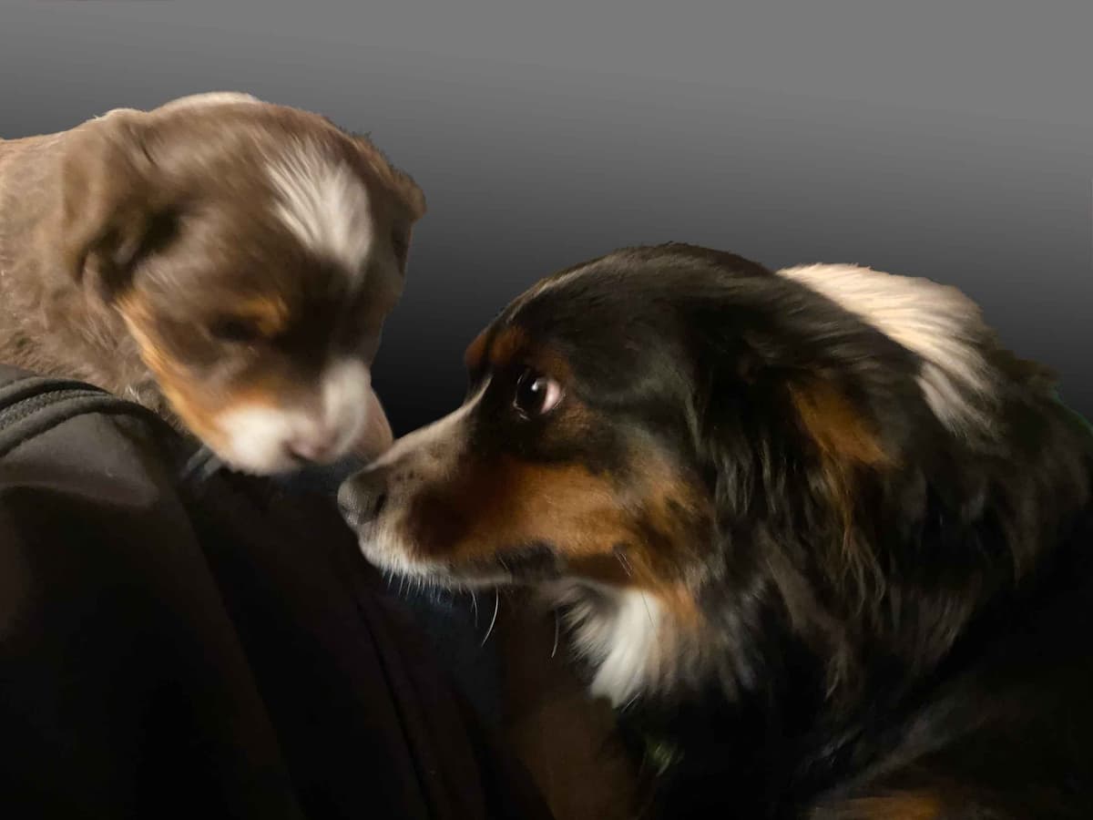 Miniature American Shepherd Puppies breeder image 12