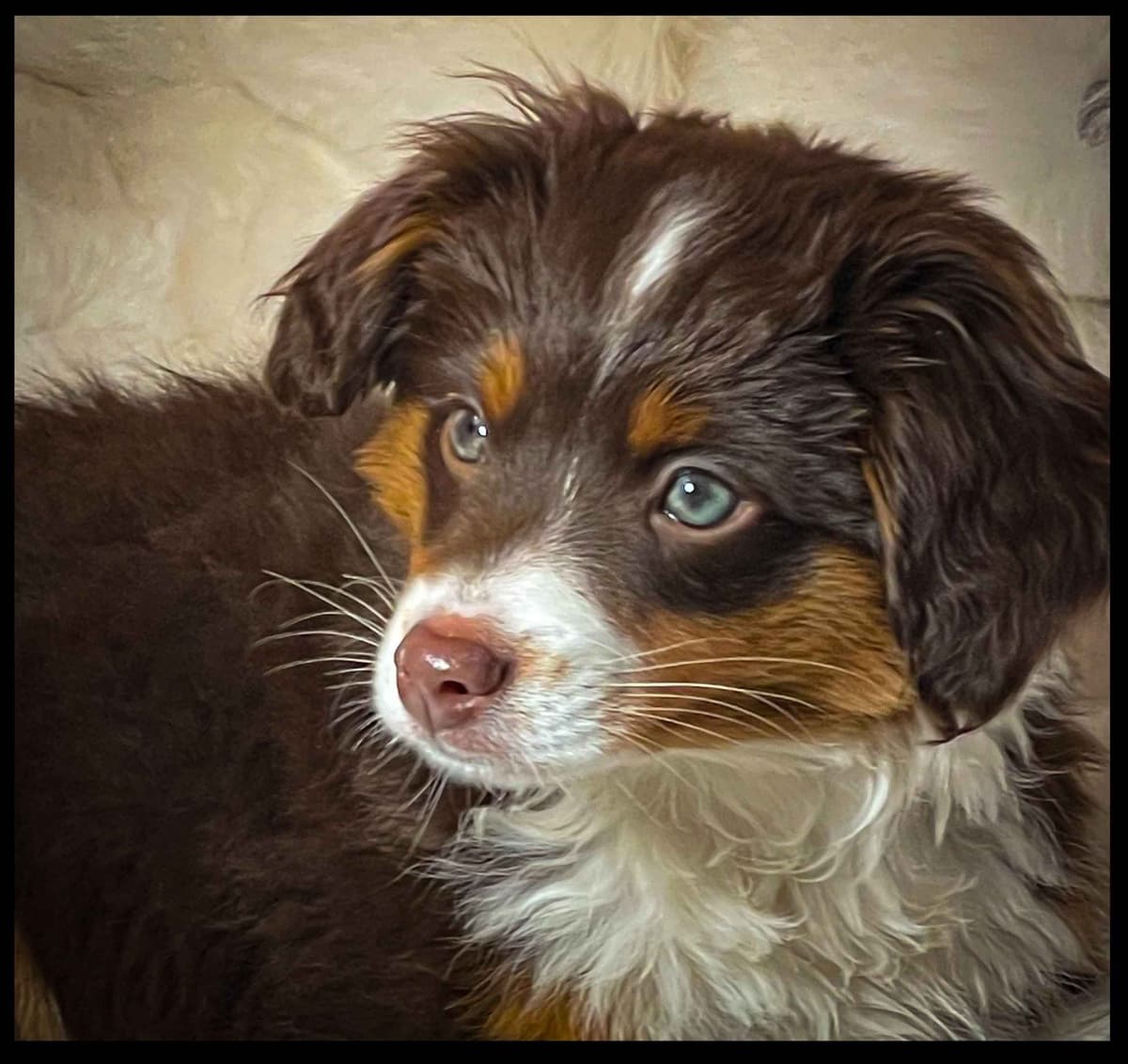 Miniature American Shepherd Puppies breeder image 13