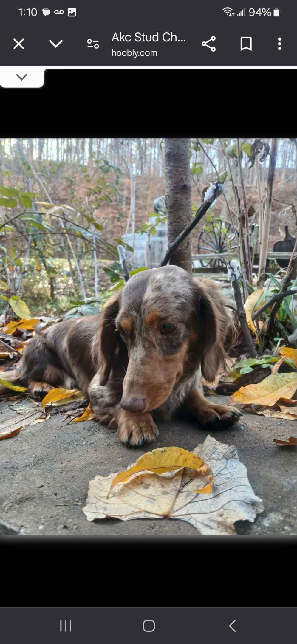 New litters soon to be listed long haired miniature dachshunds breeder image 2