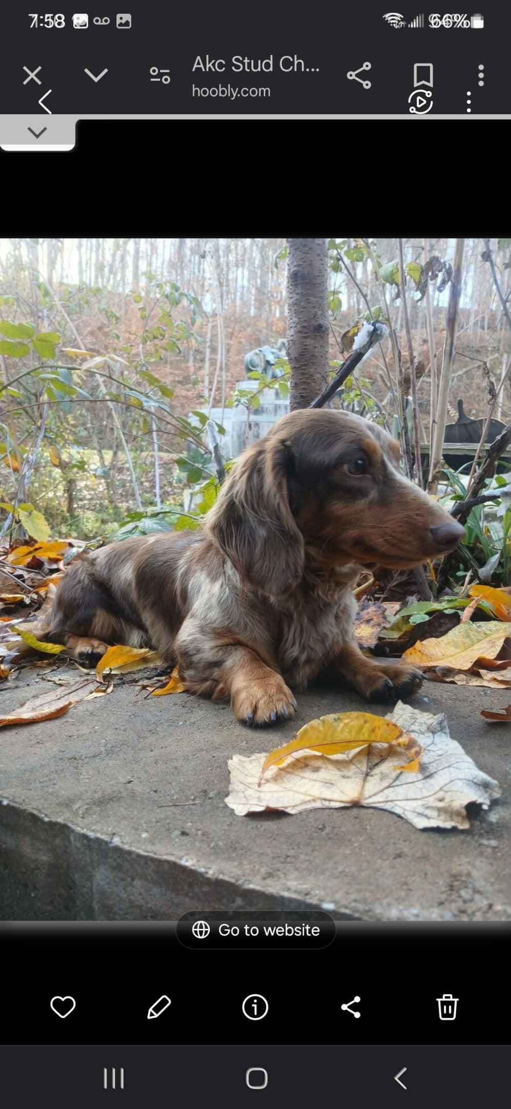 New litters soon to be listed long haired miniature dachshunds breeder image 1