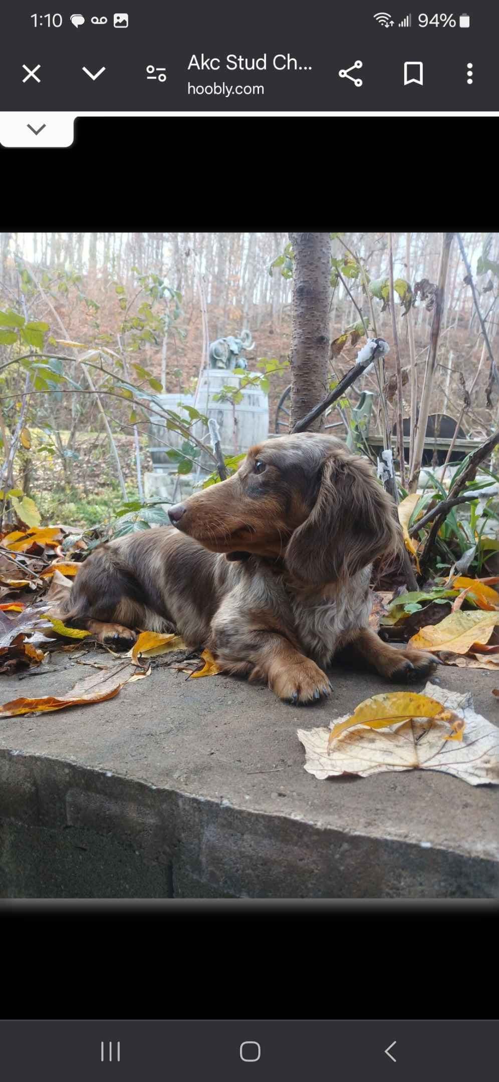 New litters soon to be listed long haired miniature dachshunds breeder image 3