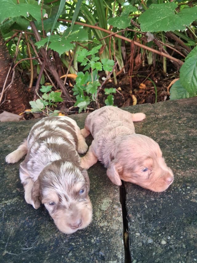 New litters soon to be listed long haired miniature dachshunds media 2