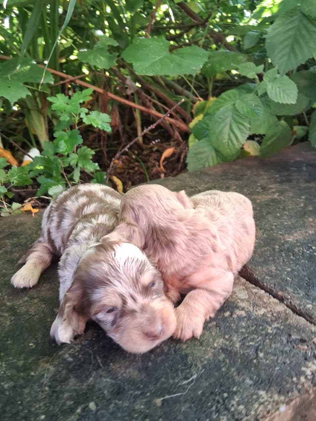 New litters soon to be listed long haired miniature dachshunds media 7
