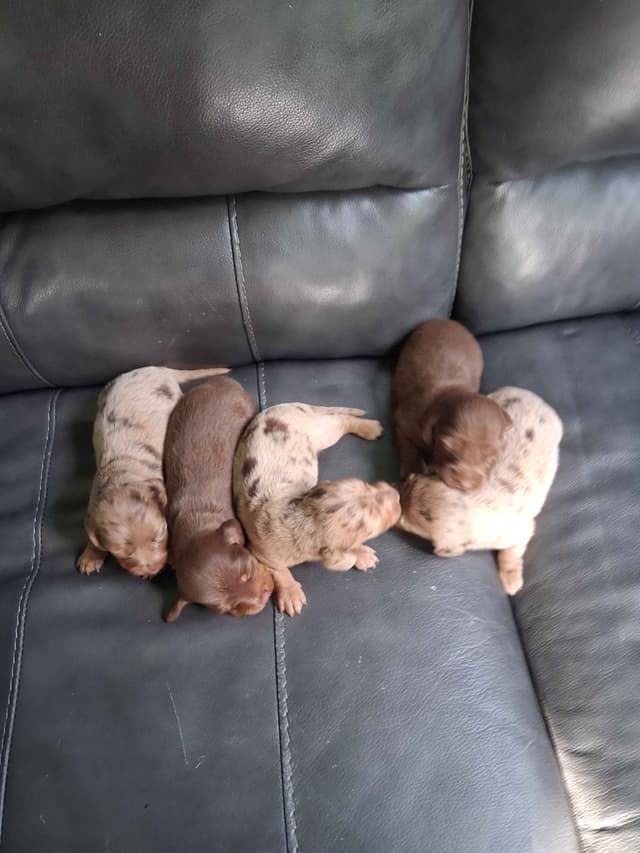 New litters soon to be listed long haired miniature dachshunds media 3