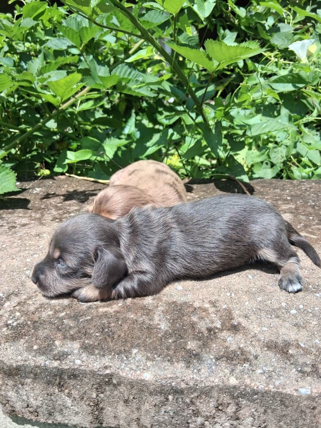 New litters soon to be listed long haired miniature dachshunds media 6