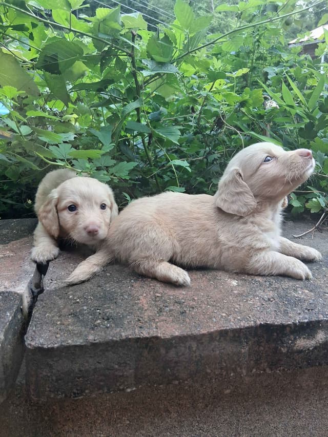New litters soon to be listed long haired miniature dachshunds media 9