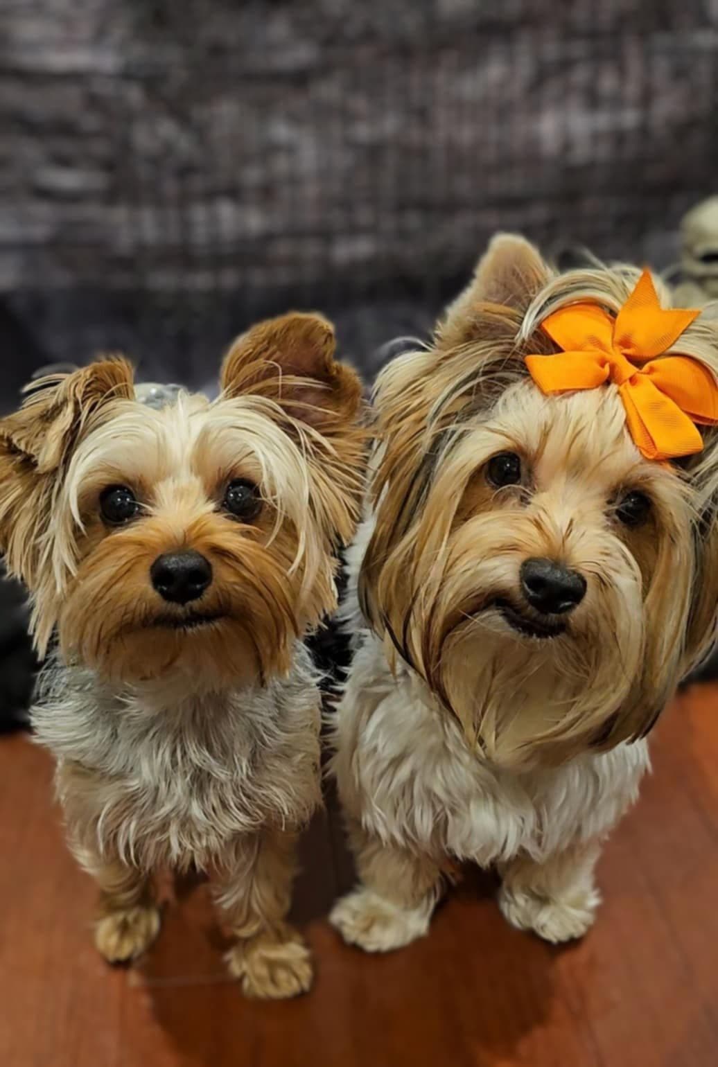 Yorkshire Terrier Puppy breeder image 1
