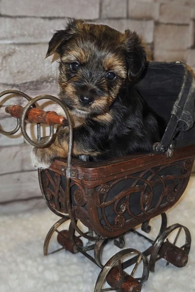 Yorkshire Terrier Puppy media 2