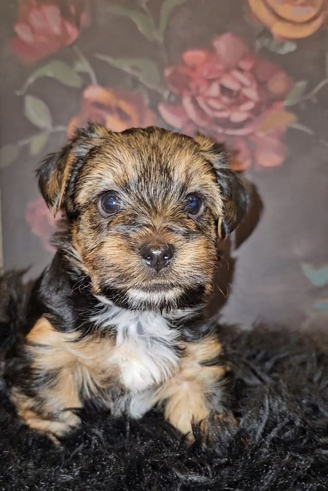 Yorkshire Terrier Puppy media 3