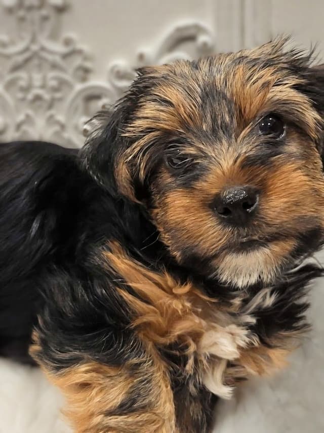 Yorkshire Terrier Puppy media 4