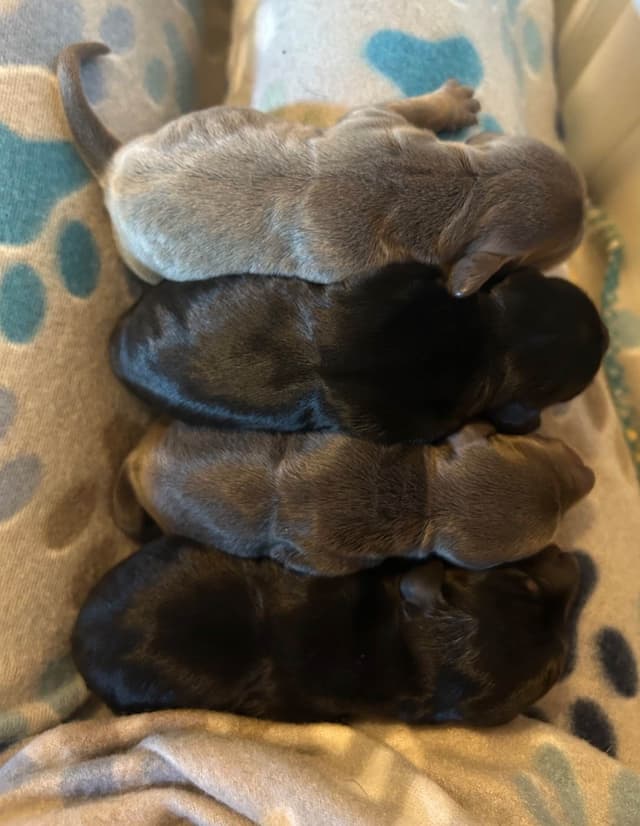 Dachshund Puppies media 2