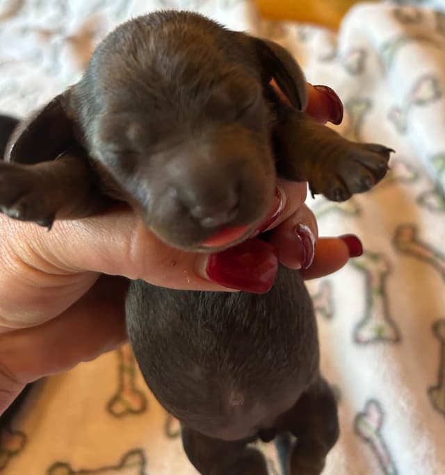 Dachshund Puppies media 5