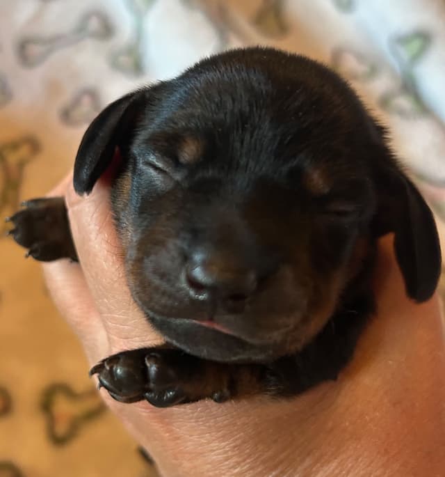 Dachshund Puppies media 3
