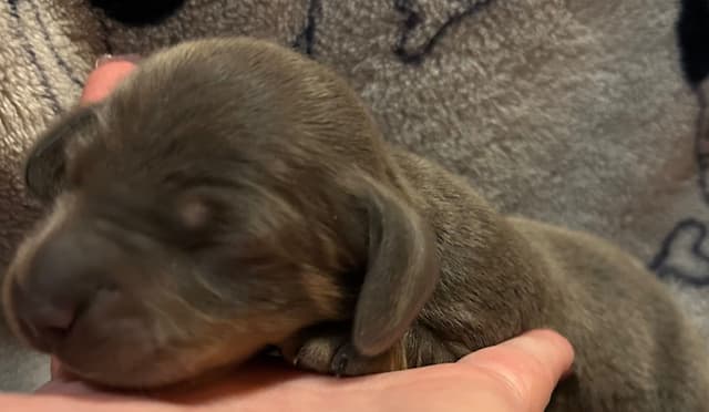 Dachshund Puppies media 7