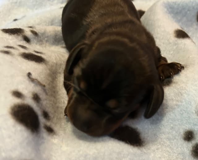 Dachshund Puppies media 9