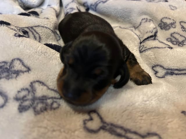 Dachshund Puppies media 10