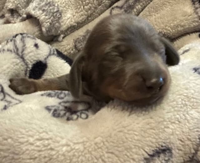 Dachshund Puppies media 11
