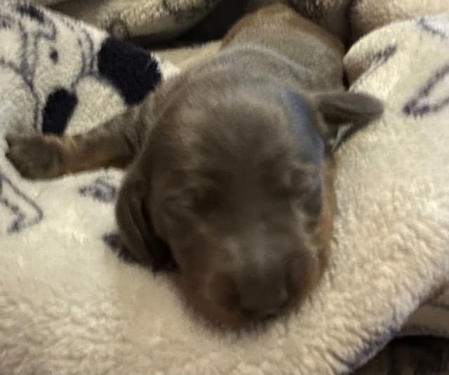 Dachshund Puppies media 12