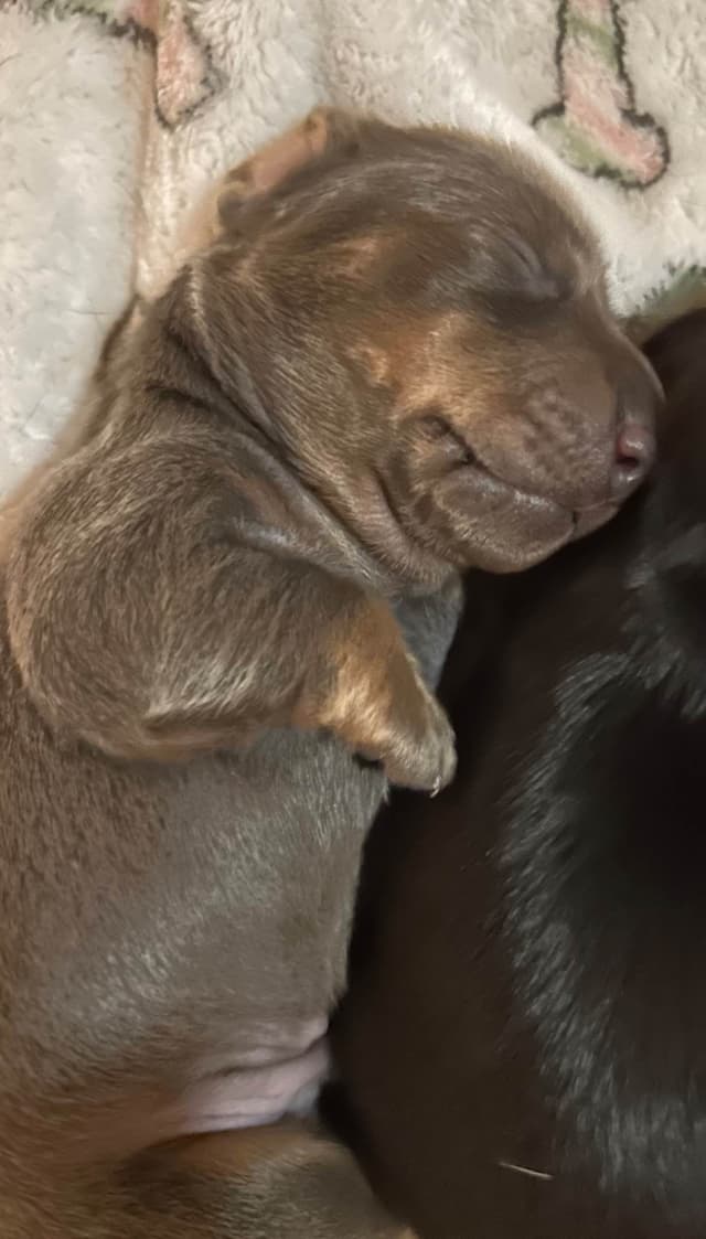 Dachshund Puppies media 13