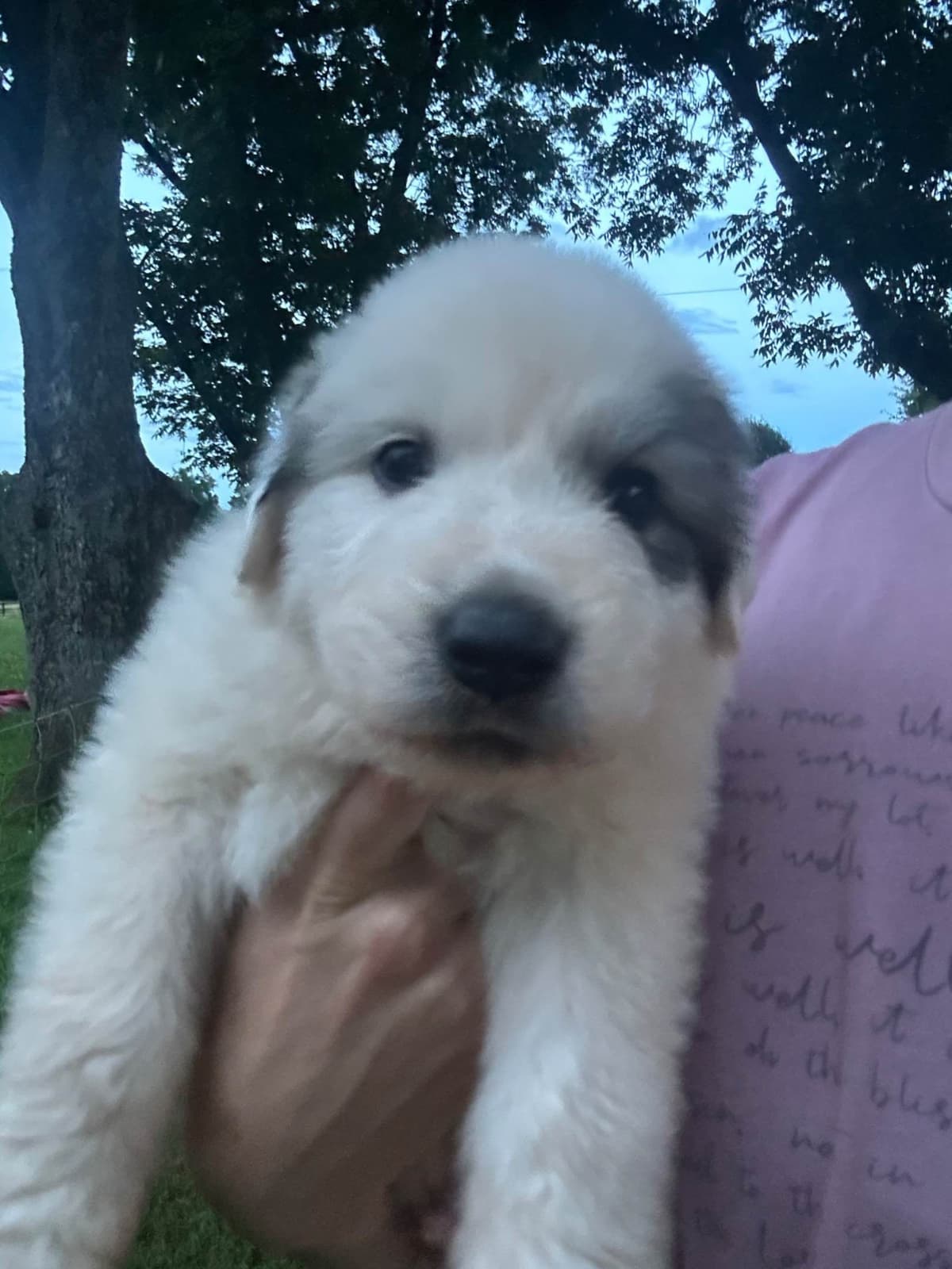 Great Pyrenees Puppies breeder image 1