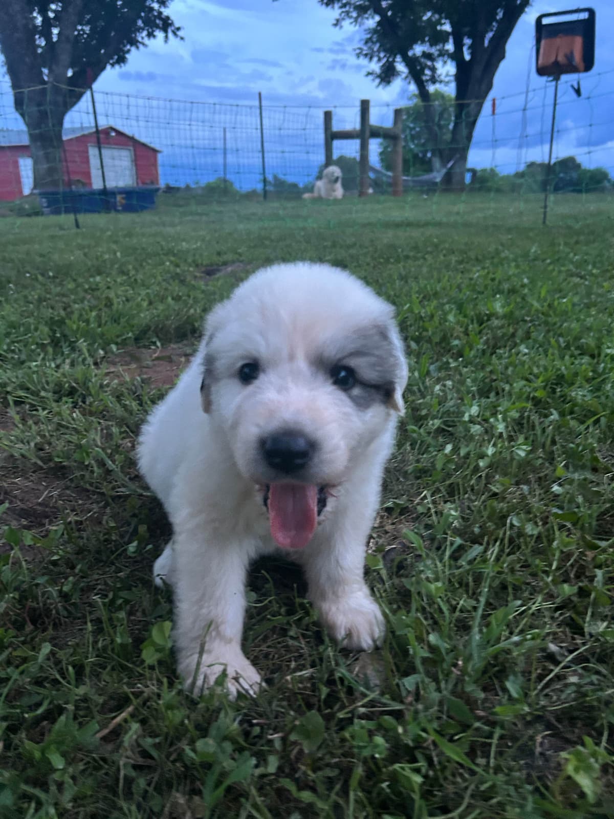 Great Pyrenees Puppies breeder image 3