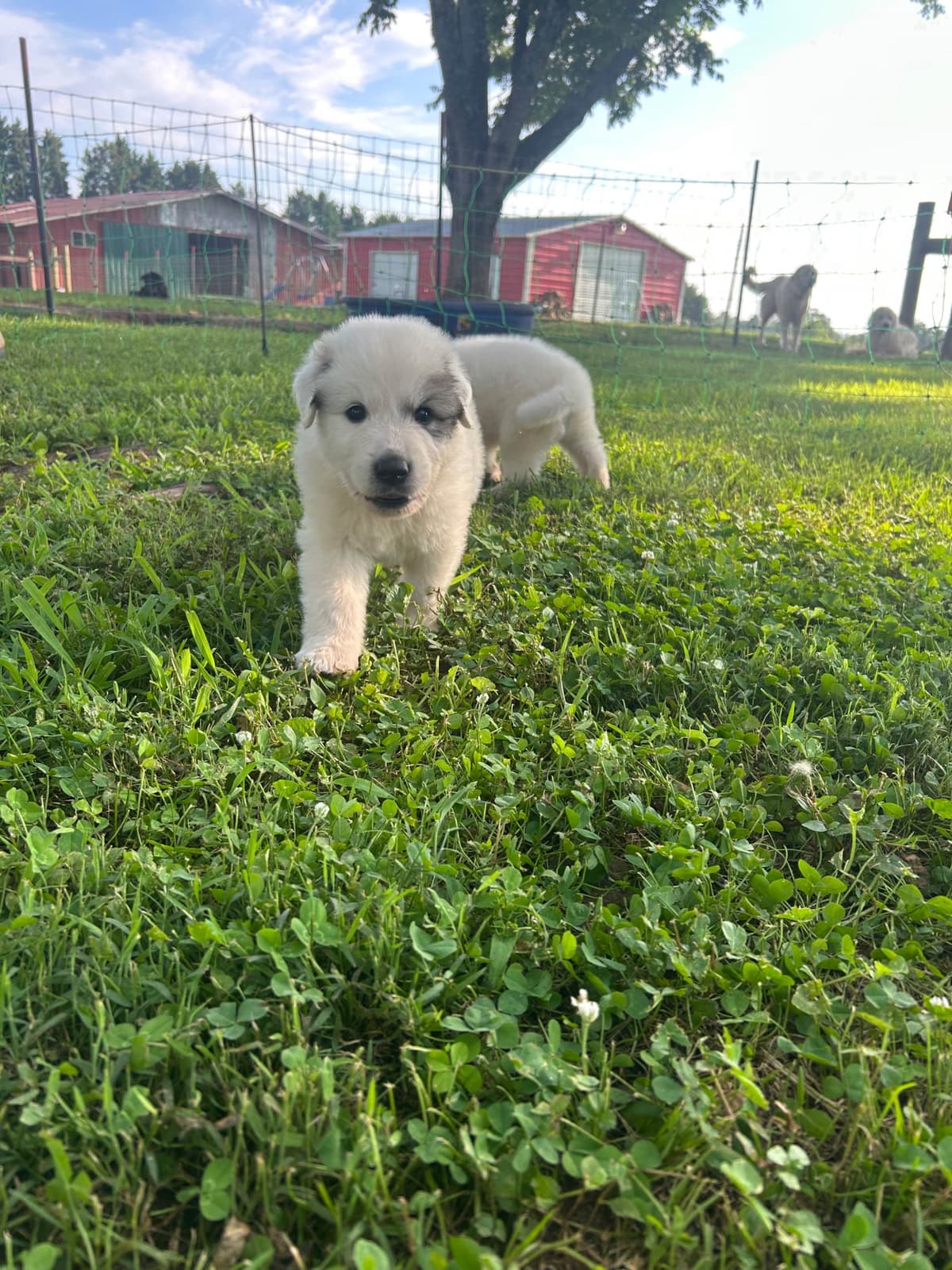 Great Pyrenees Puppies breeder image 4