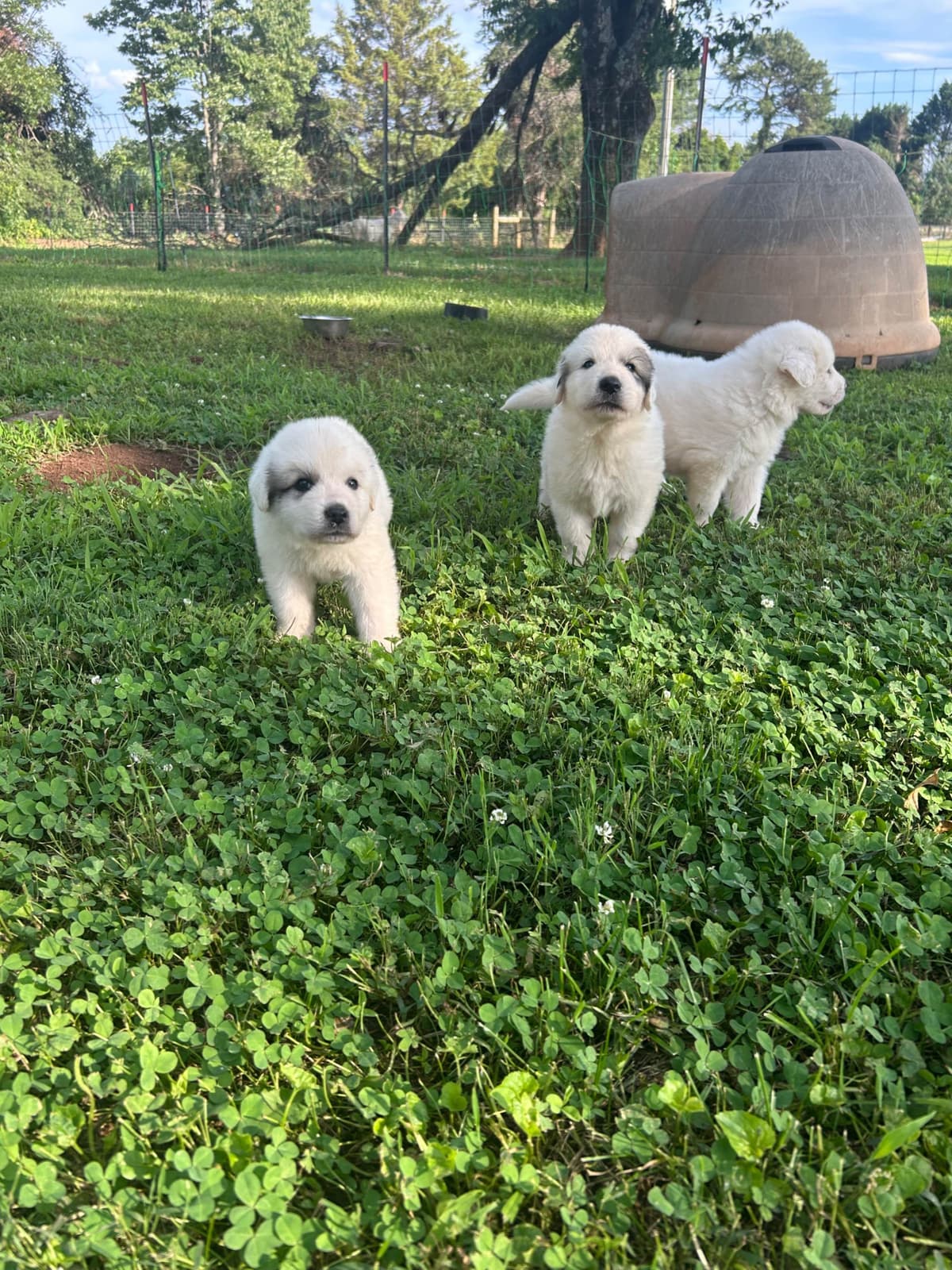 Great Pyrenees Puppies breeder image 5