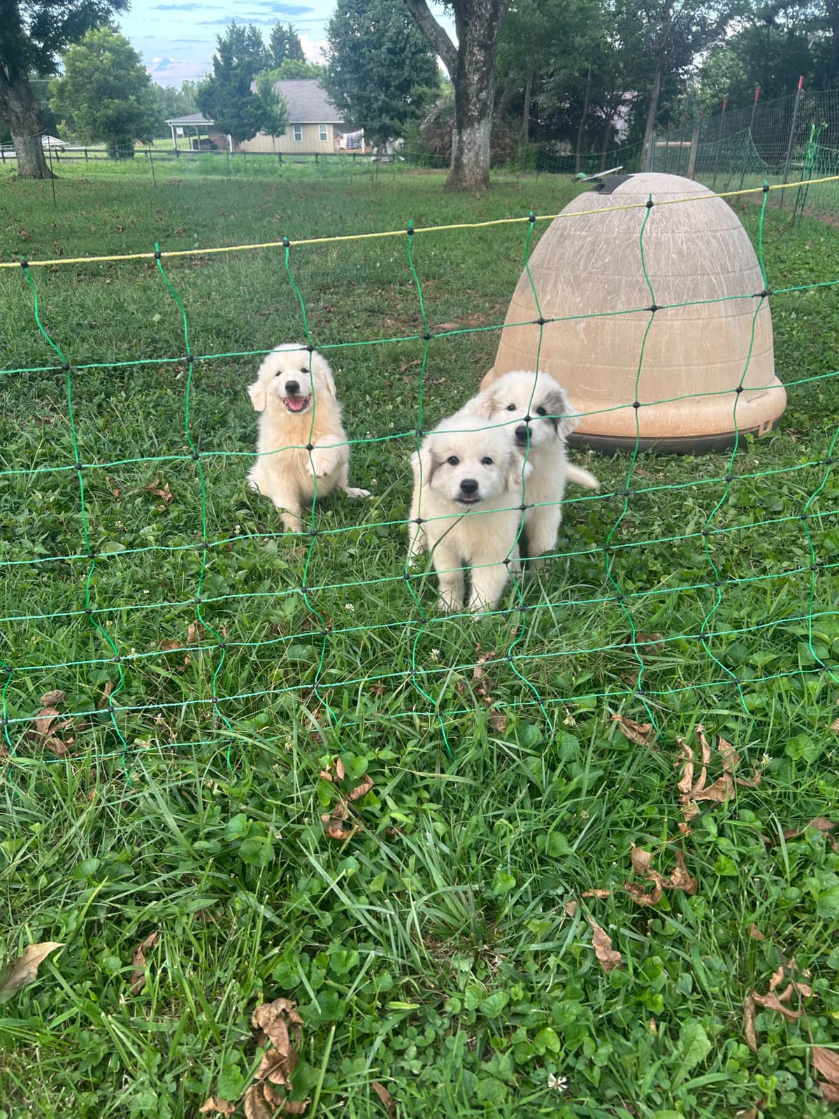Great Pyrenees Puppies breeder image 6