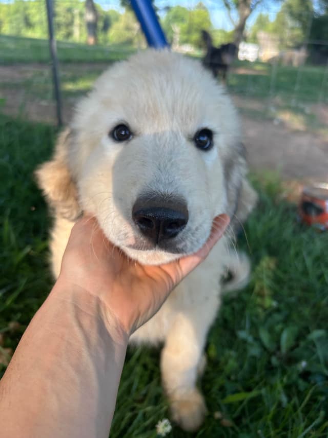 Great Pyrenees Puppies media 2