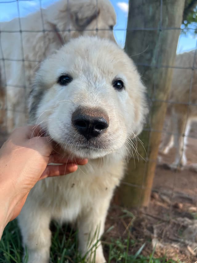 Great Pyrenees Puppies media 3