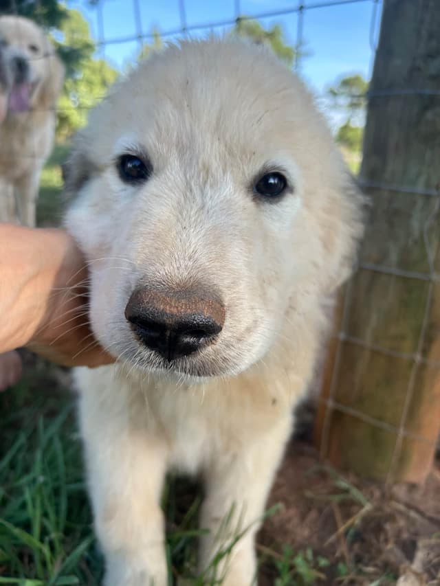 Great Pyrenees Puppies media 4