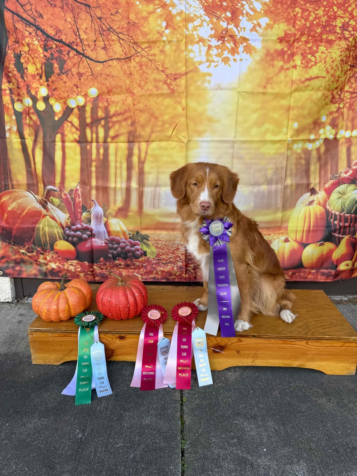 Nova Scotia Duck Tolling Retriever Puppies breeder image 1