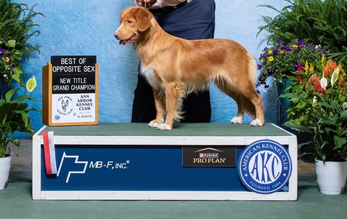 Nova Scotia Duck Tolling Retriever Puppies breeder image 2