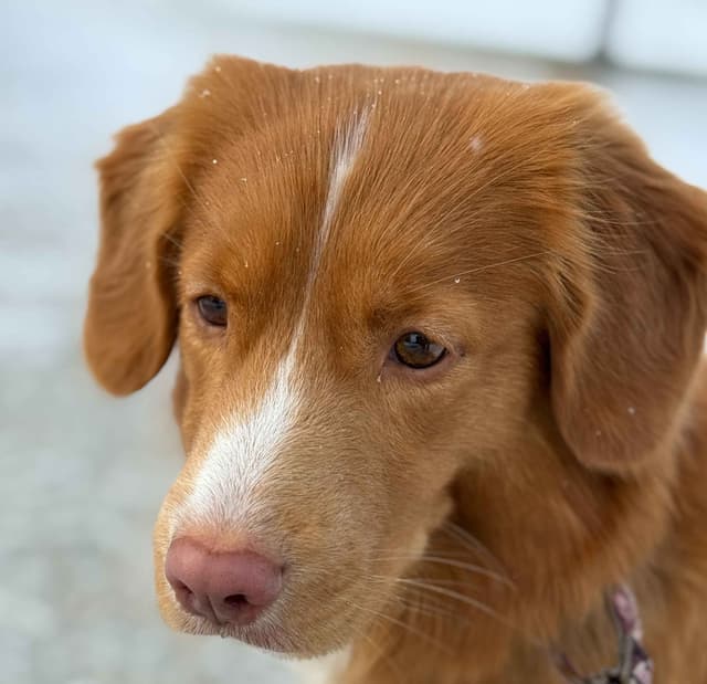 Nova Scotia Duck Tolling Retriever Puppies media 2