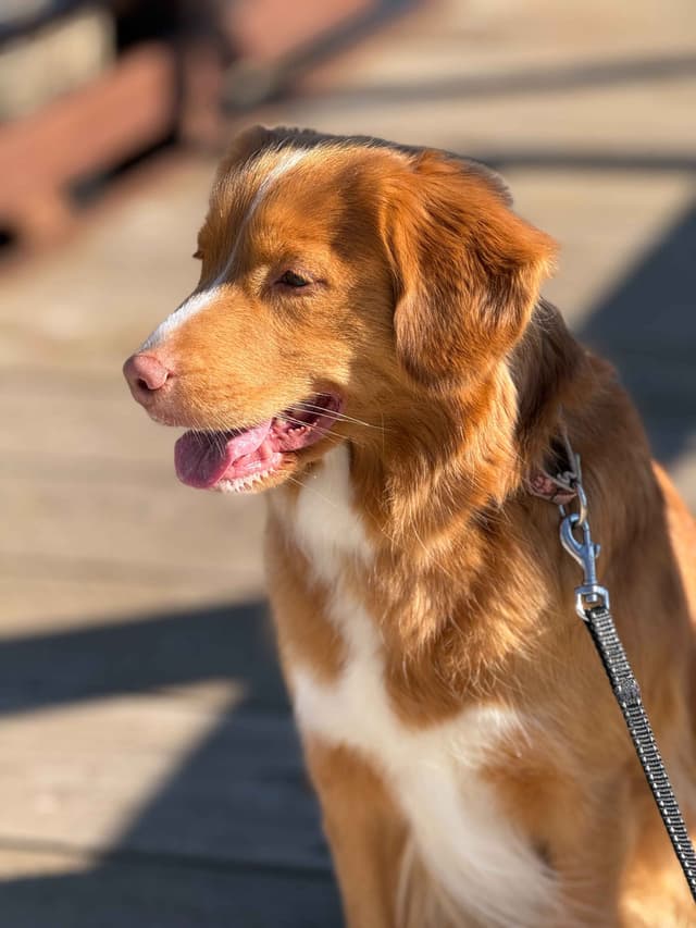 Nova Scotia Duck Tolling Retriever Puppies media 4