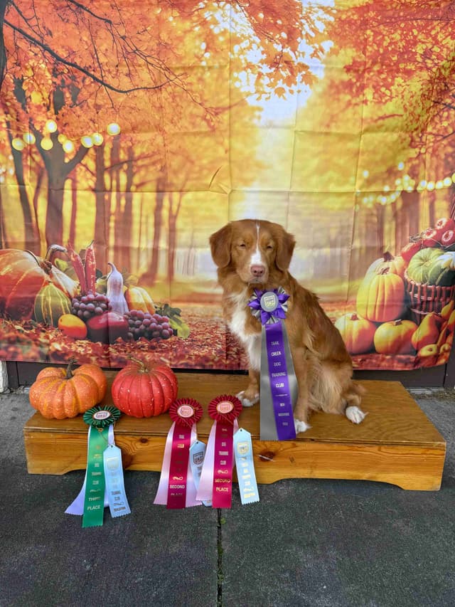 Nova Scotia Duck Tolling Retriever Puppies media 3
