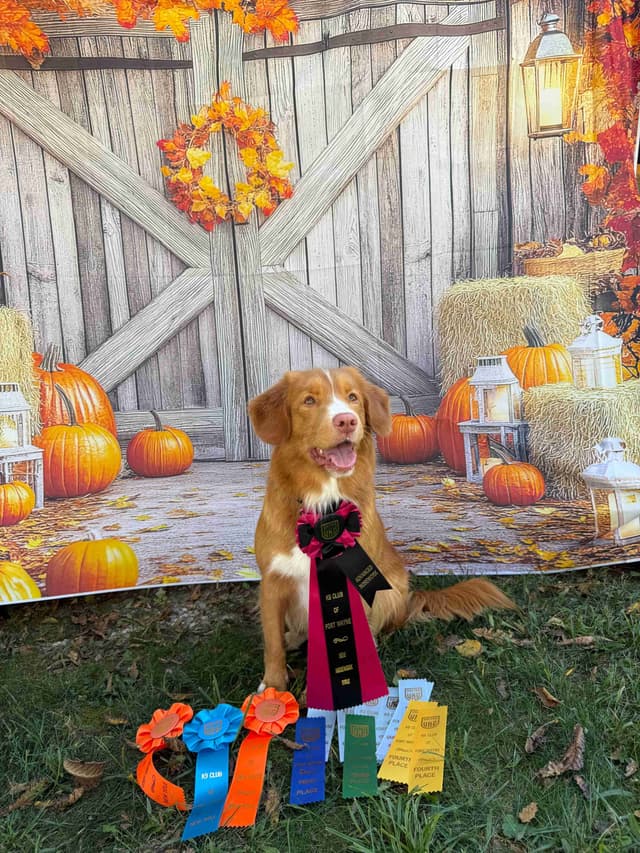 Nova Scotia Duck Tolling Retriever Puppies media 5