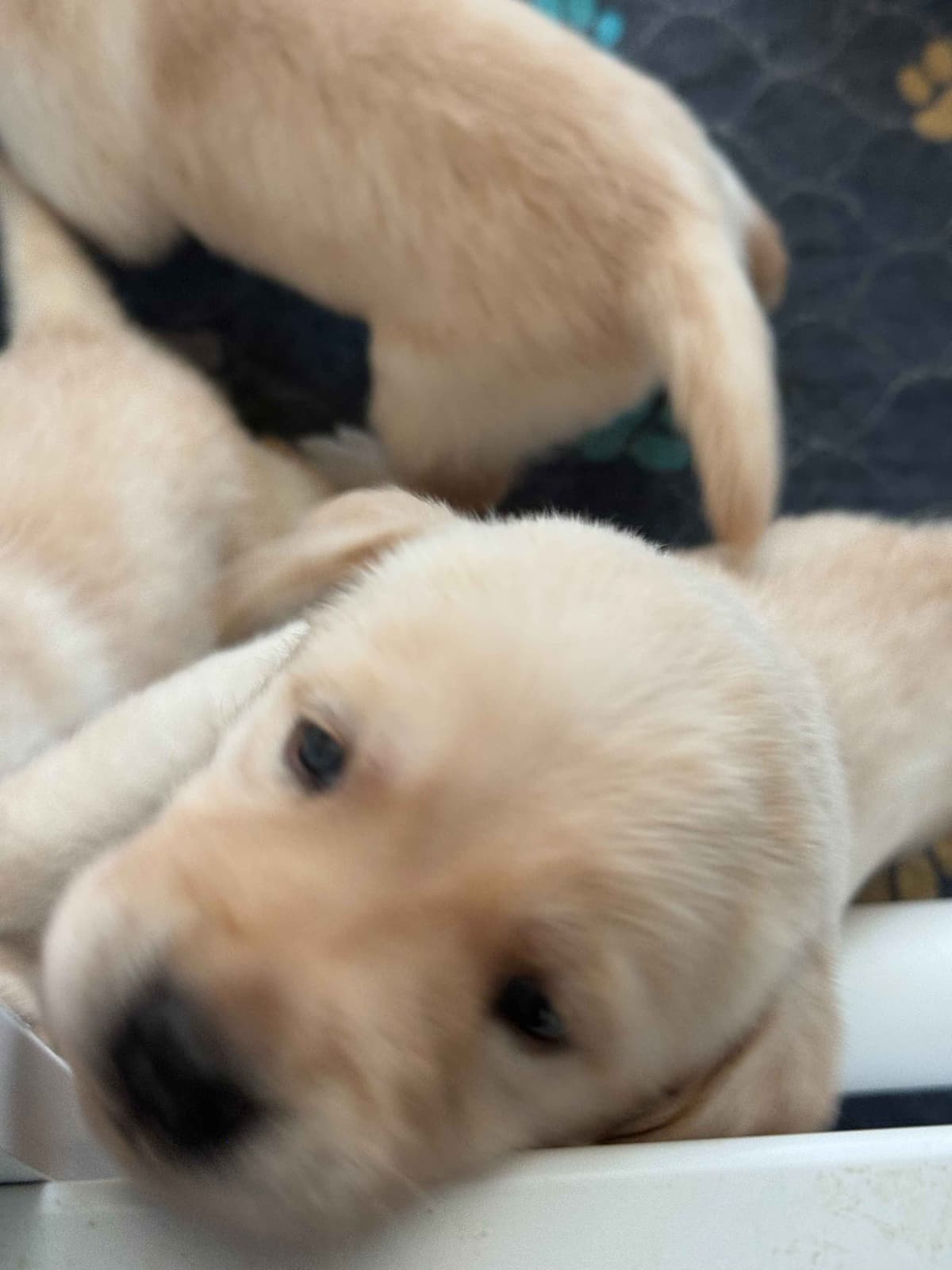 Yellow English Labrador Puppies in Fort Mill, SC breeder image 4