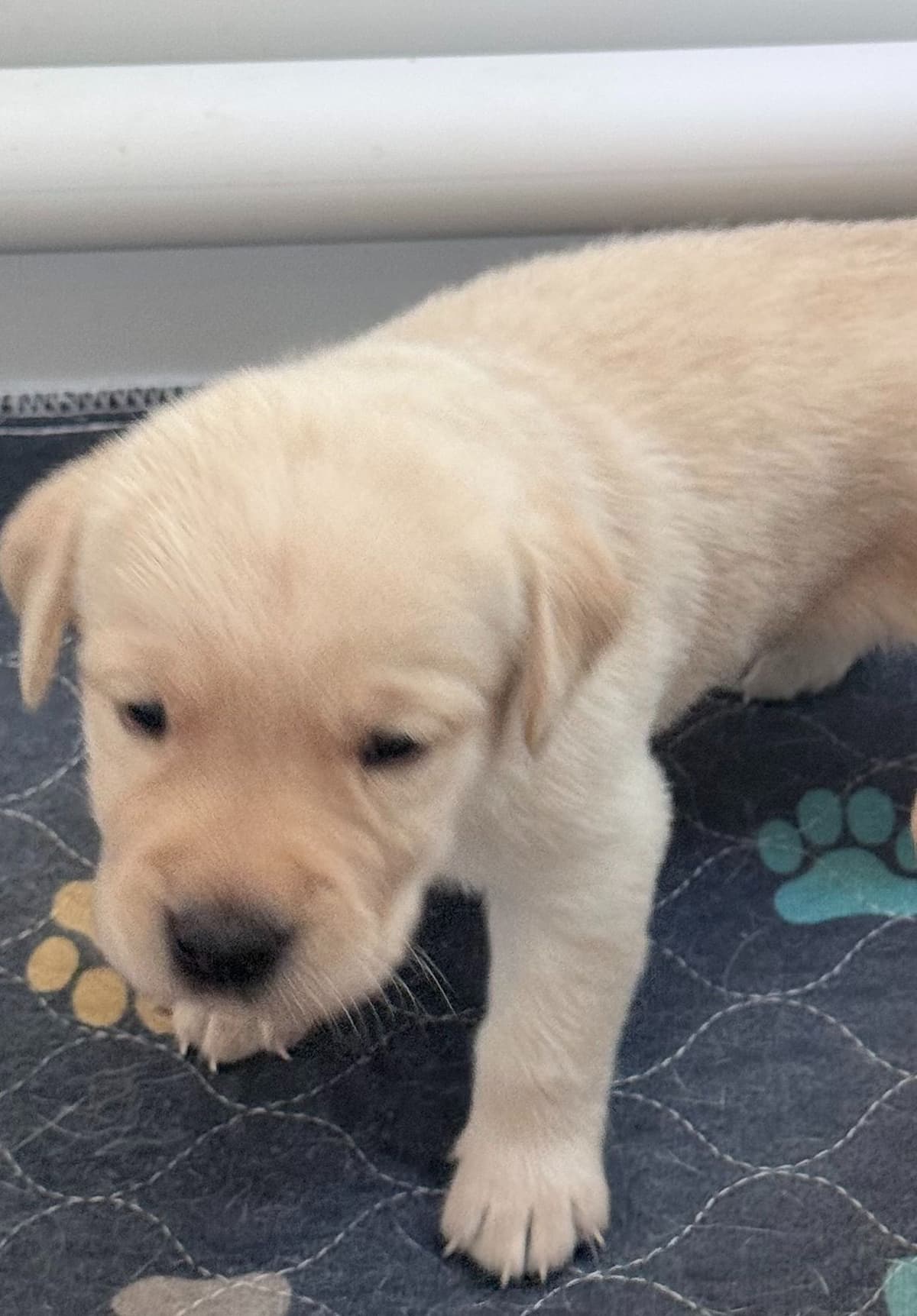 Yellow English Labrador Puppies in Fort Mill, SC breeder image 3