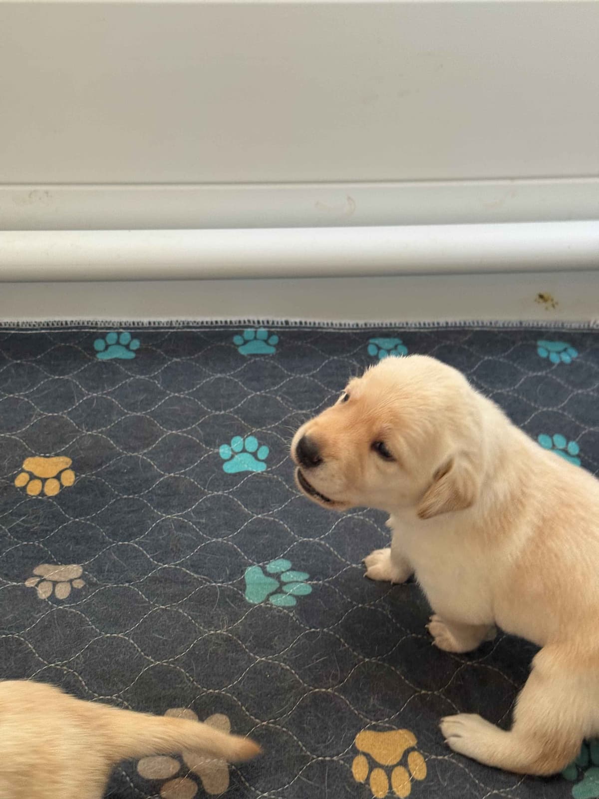Yellow English Labrador Puppies in Fort Mill, SC breeder image 5
