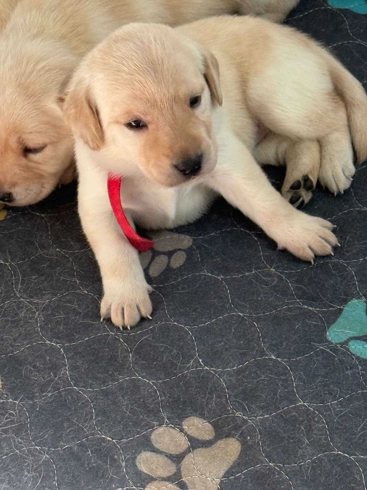 Yellow English Labrador Puppies in Fort Mill, SC breeder image 7