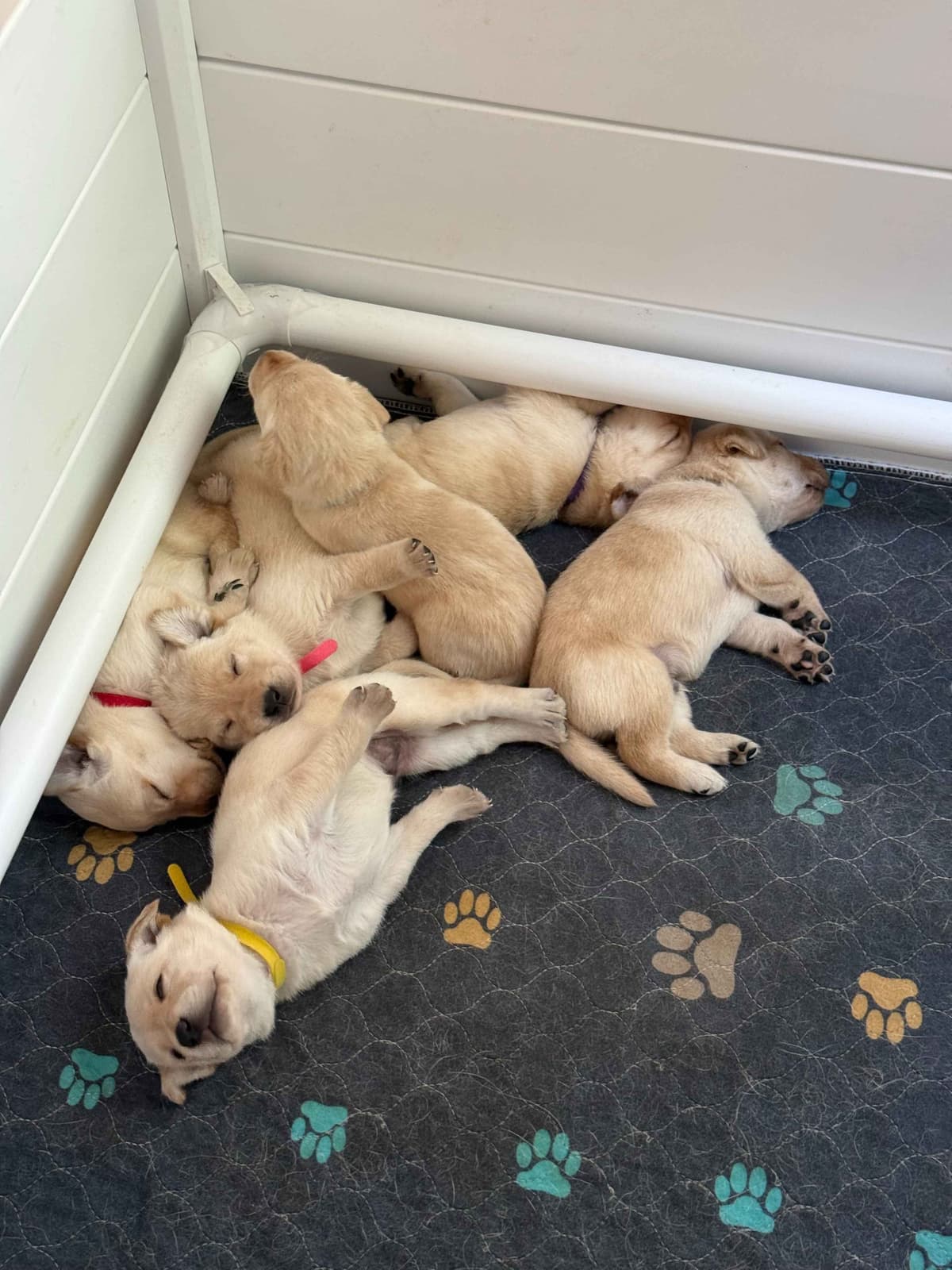 Yellow English Labrador Puppies in Fort Mill, SC breeder image 8