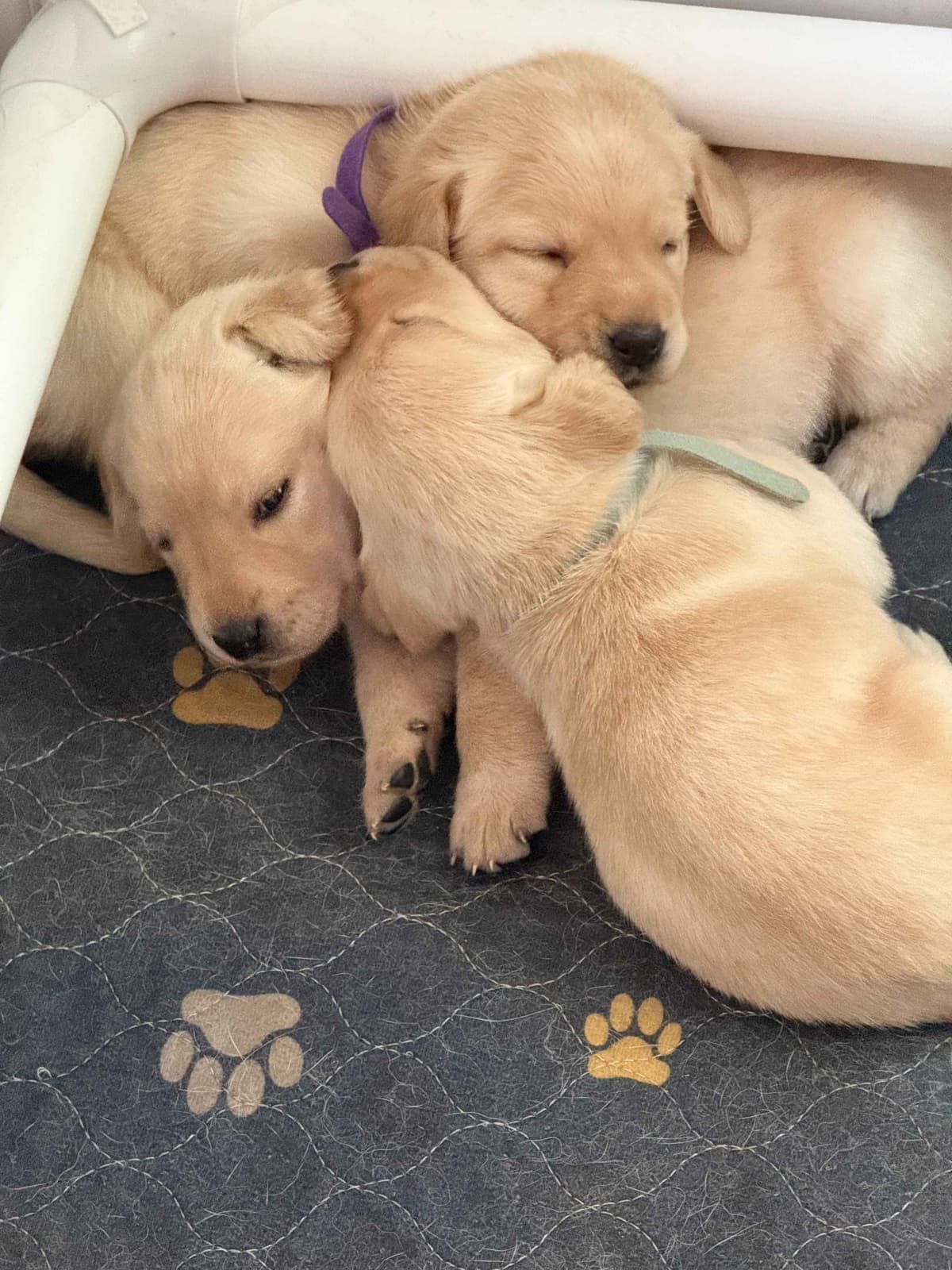 Yellow English Labrador Puppies in Fort Mill, SC breeder image 9