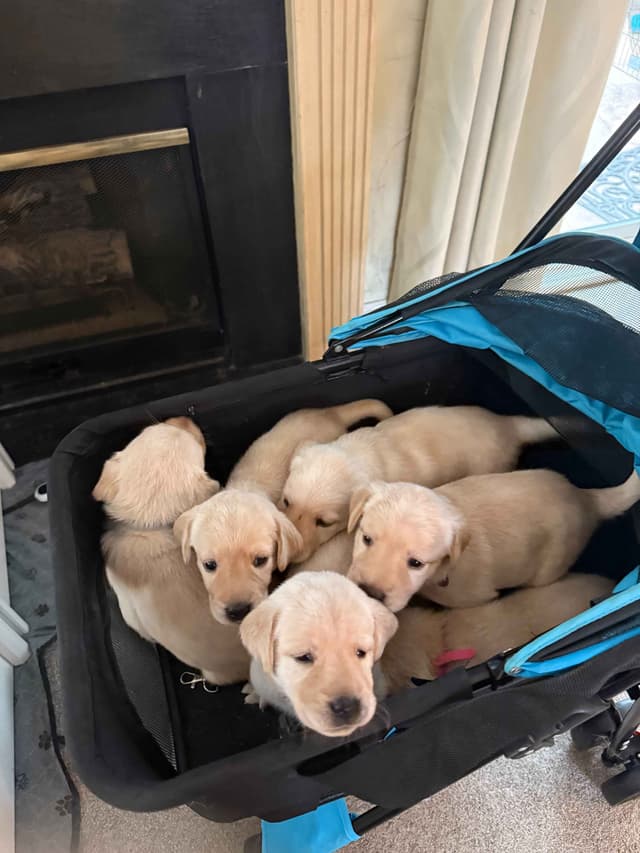 Yellow English Labrador Puppies in Fort Mill, SC media 2