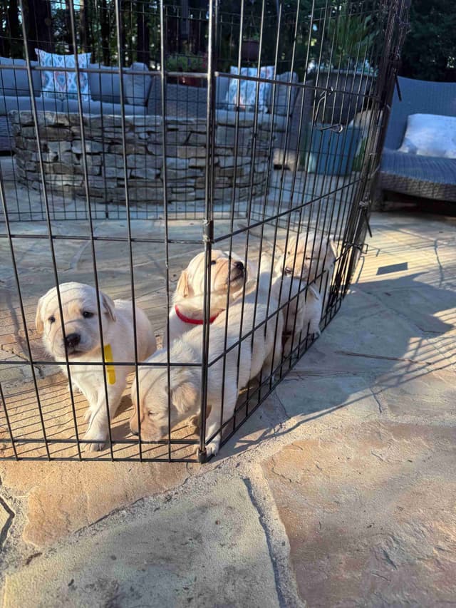 Yellow English Labrador Puppies in Fort Mill, SC media 3