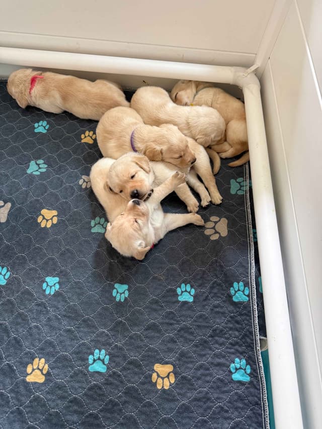 Yellow English Labrador Puppies in Fort Mill, SC media 4