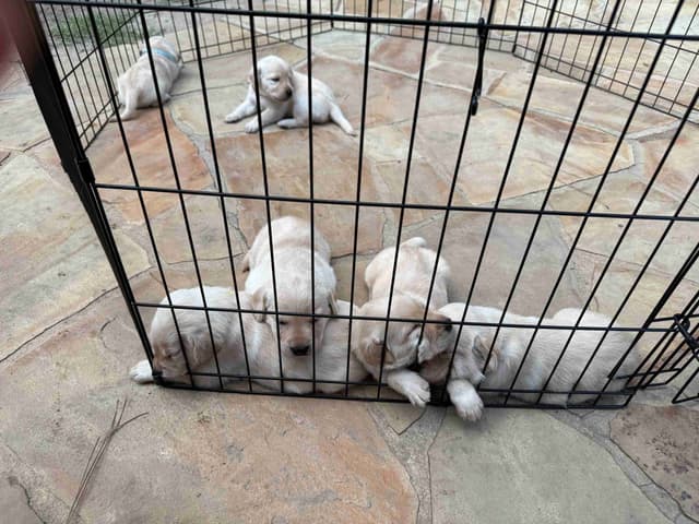 Yellow English Labrador Puppies in Fort Mill, SC media 5