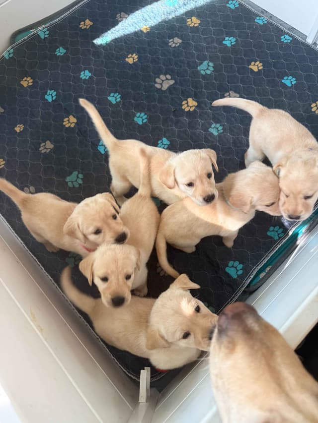 Yellow English Labrador Puppies in Fort Mill, SC media 7